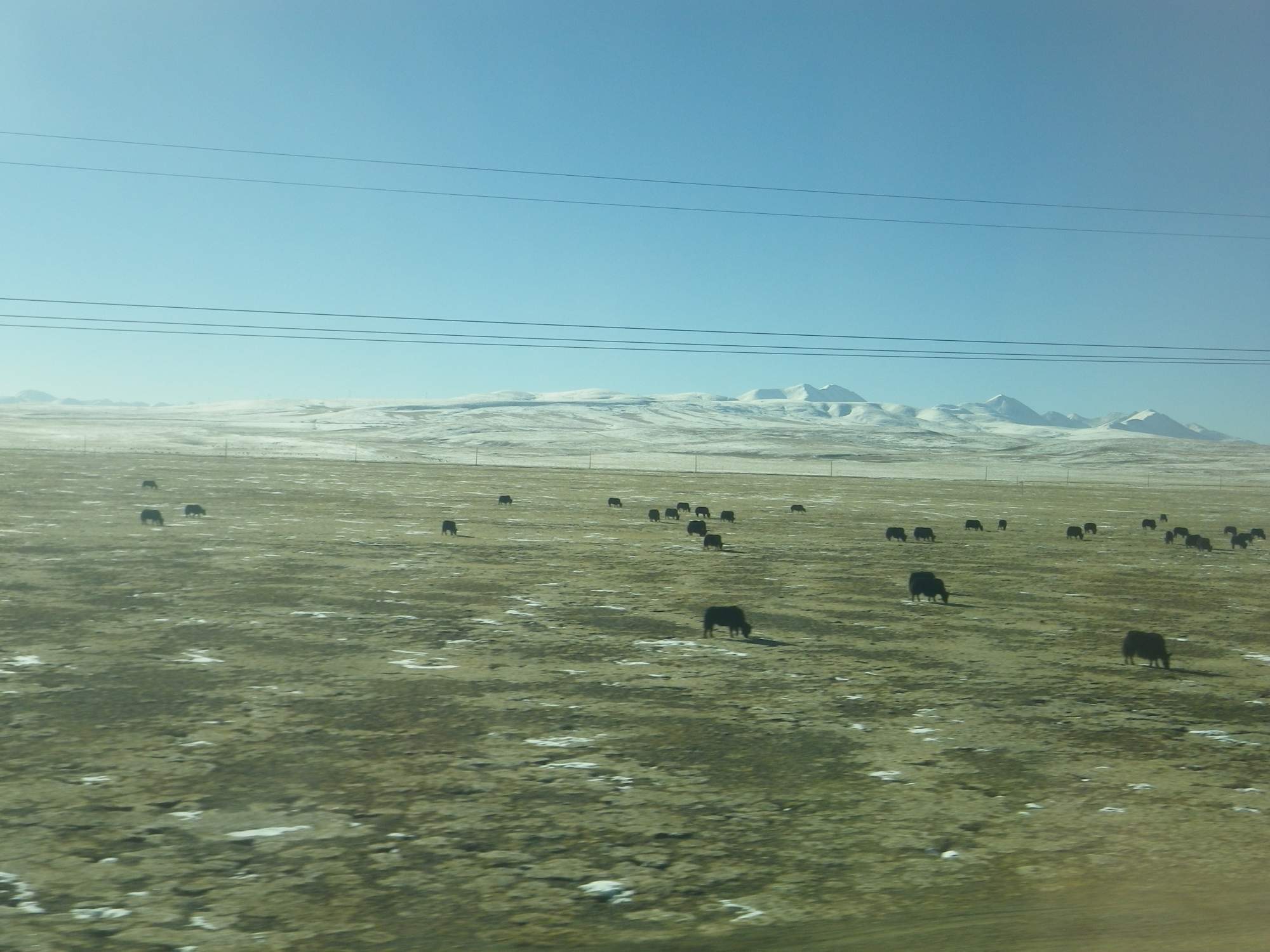 tundra a pasoucí se stáda jaků